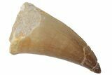 Fossil Mosasaur (Prognathodon) Tooth - Morocco #216996-1